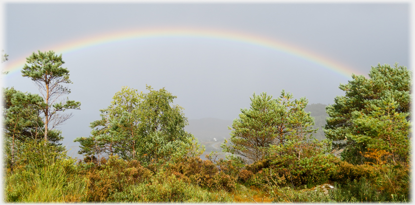 Rainbow arching over separated trees.