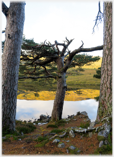 Ageing truncated Scots pine
