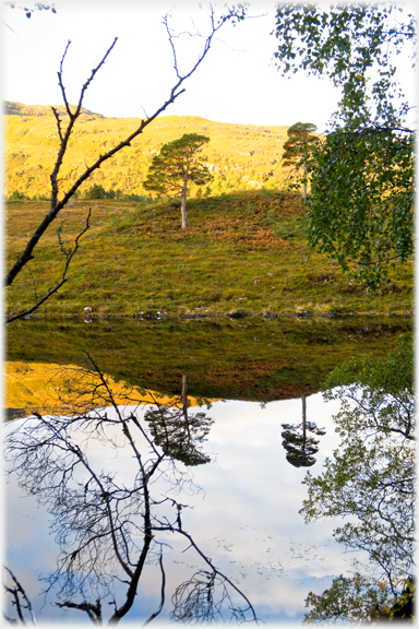 Two trees on the opposite bank reflected in the water.