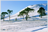 Pine trees in winter snow in the Yarrow Valley.