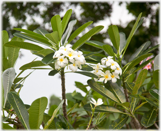 White flowers.