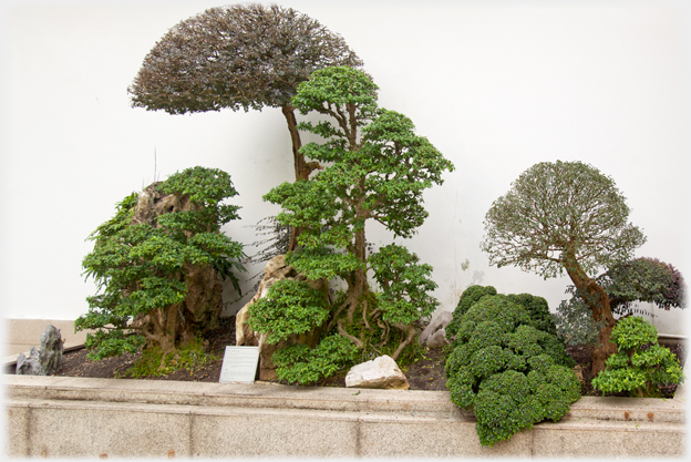 Bonsai composition.