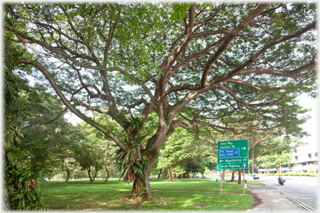 Tree by road.