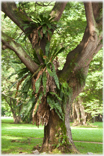 Epiphytes on tree.