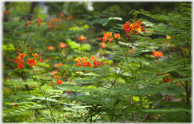 Red flowers.