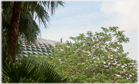 Man walking on Durian roof.