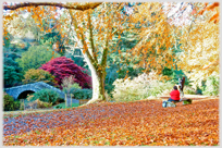 Dawyck gardens in autumn.