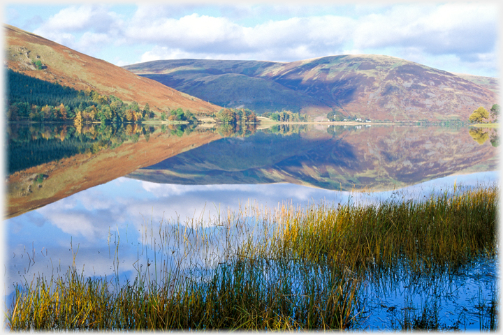 Reeds at the Loch end.