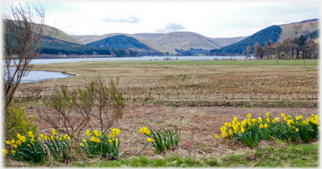 Daffodils at Cappercleuch.