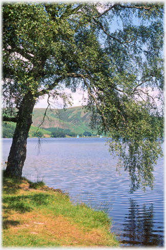 Birch at the Lochside.