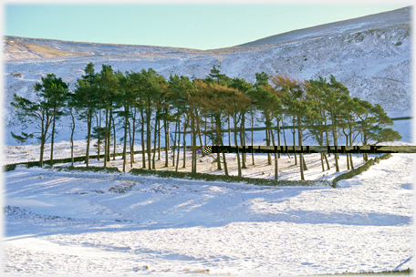 Pines at West Muchra.