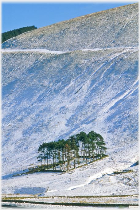 Pines at East Muchra.