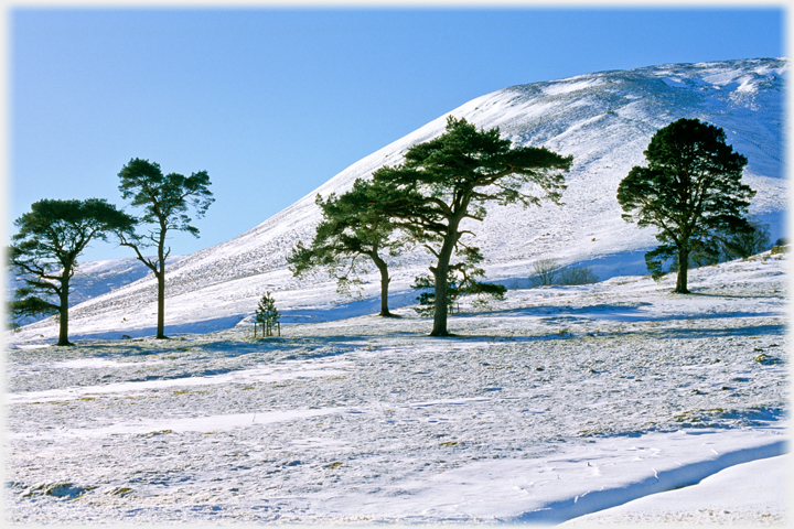 Pines at Paper Hill.