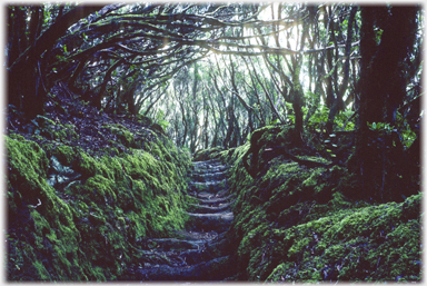 Forest path.