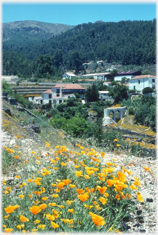 Popies at a roadside.