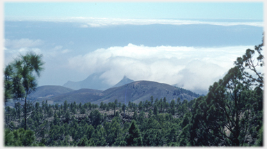 Pines above the cloudline.