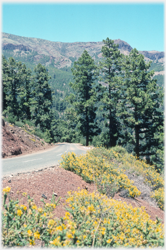 Flowers by the road.