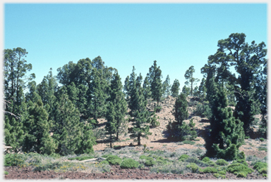 Pines in poor soil.