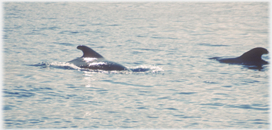 Two whales circling.