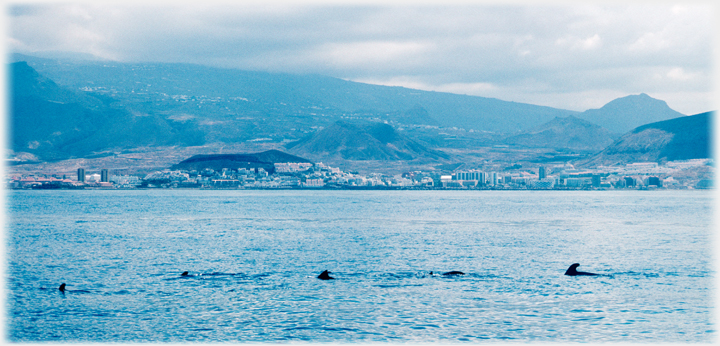 Playa de las Americas and whales.