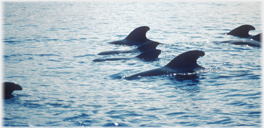 Pod of pilot whales.