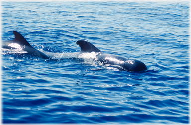 Two pilot whales.