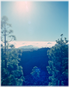 Pines and clouds.