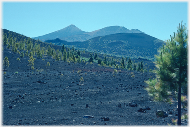 Hillside of black ash.