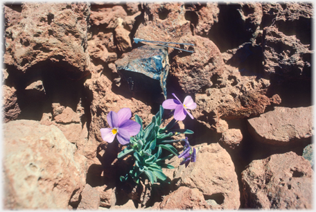 Flower amongst stones.