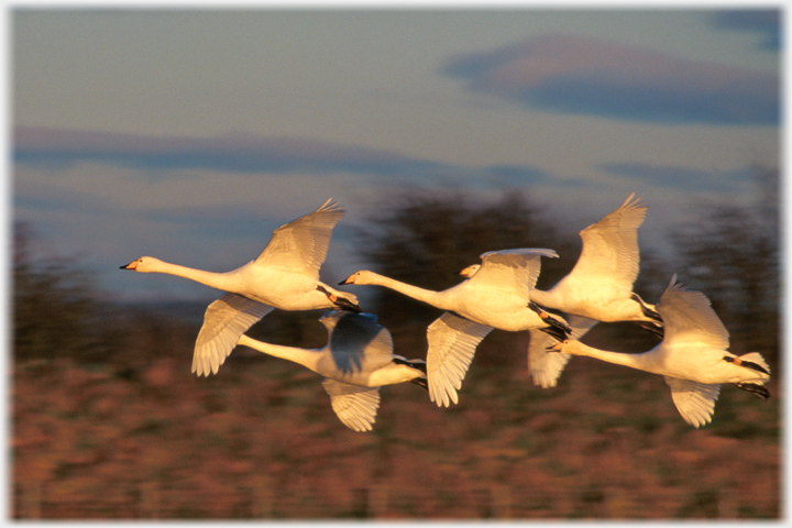 Five swans flying in warm light.
