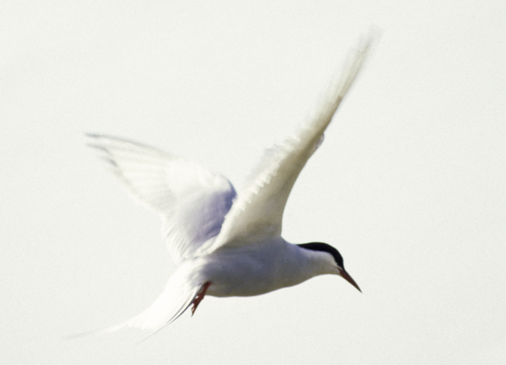 Arctic tern in the air.
