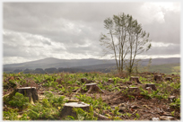 Stumps of trees on hilltop with couple saplings, distant hill.