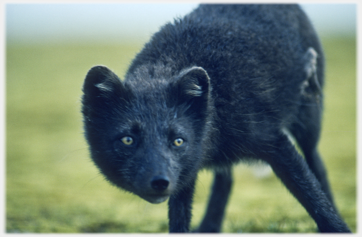 Arctic fox in black guise - close.