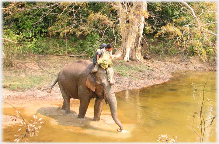 Elephant drinking at pool with two youths on its back.