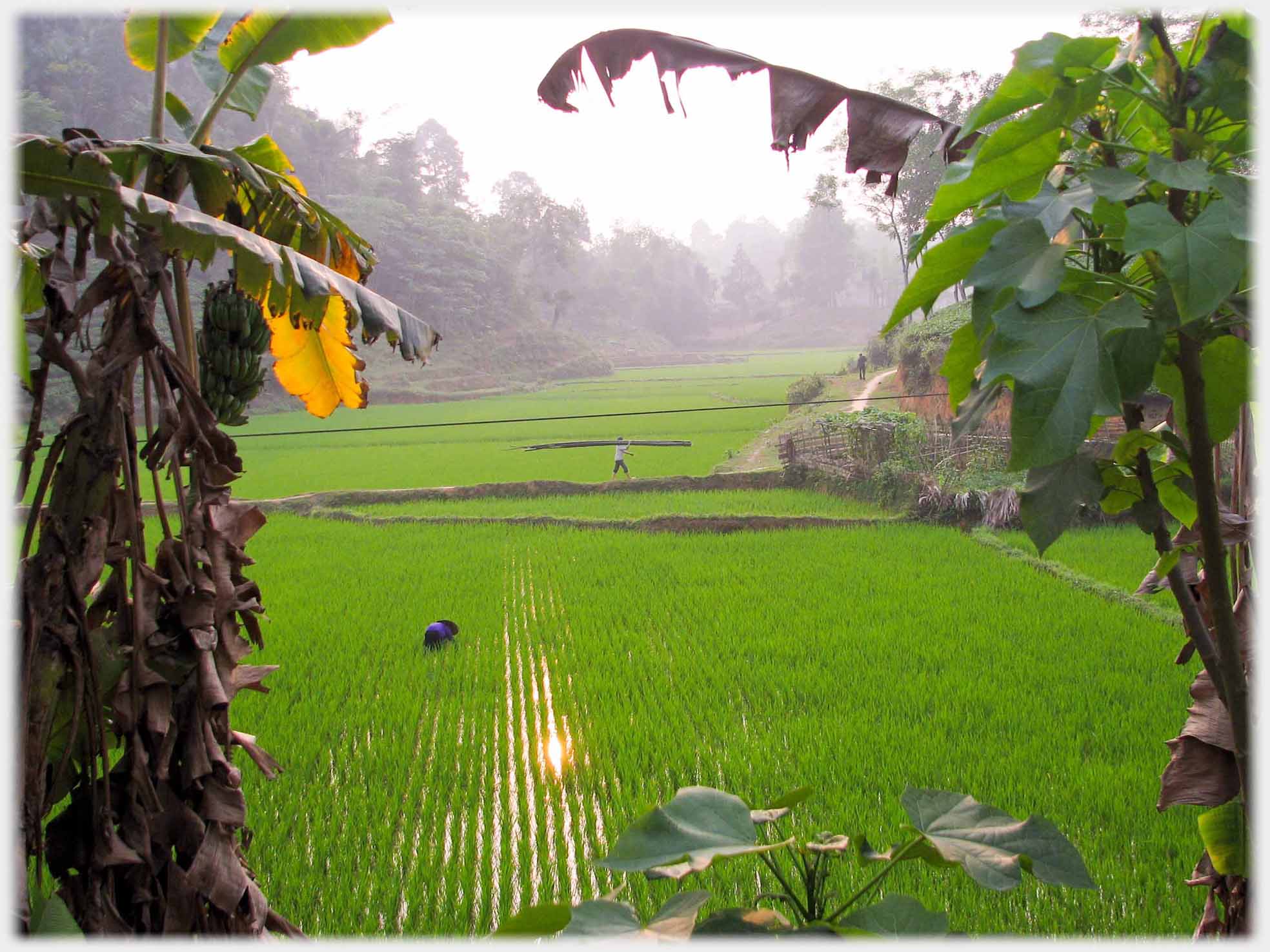 Looking out between bananas at rows of paddy with two figures in fields.