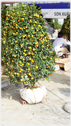 Kumquat tree covered in fruit, roots in plastic on pavement.