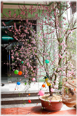 Plum tree in pot and full flower.