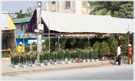 Rows of lillies at kerb with woman standing behind them, and awning over.