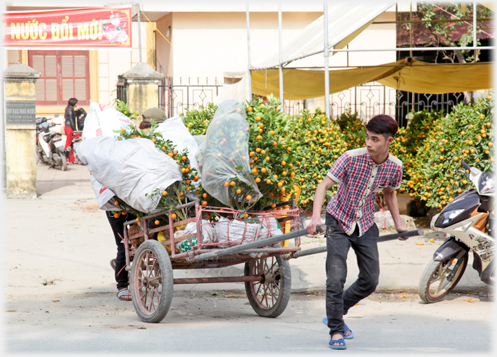 Man pulling barrow loaded with kuamquat trees and looking down road.