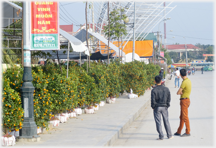 Massed array of Kumquat trees with two men standing beside them.