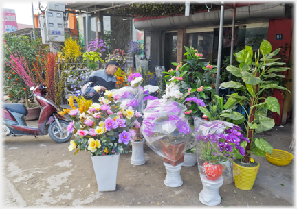 Potted plants and one of plastic plants.