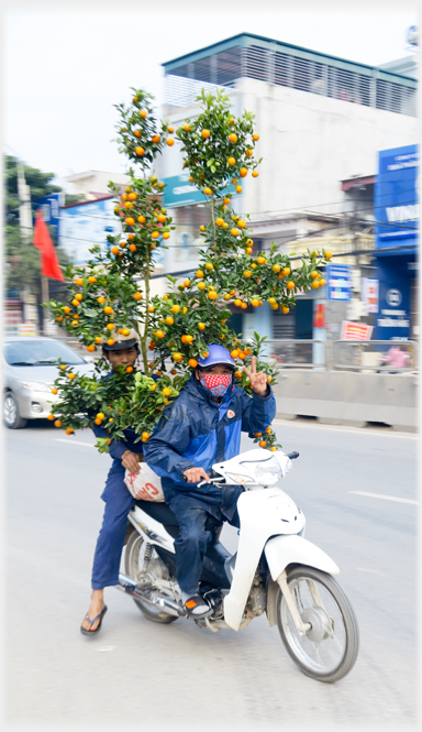 Two people on a motorbike with kuamquat tree between them, driver signing hi!