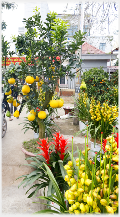 Vases of exhotic flowers and grapefruit tree.