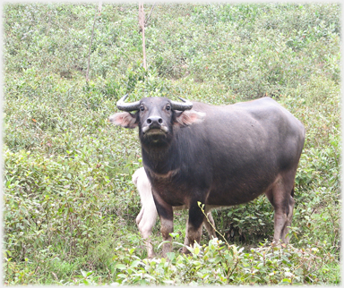 Mother buffalo and calf.