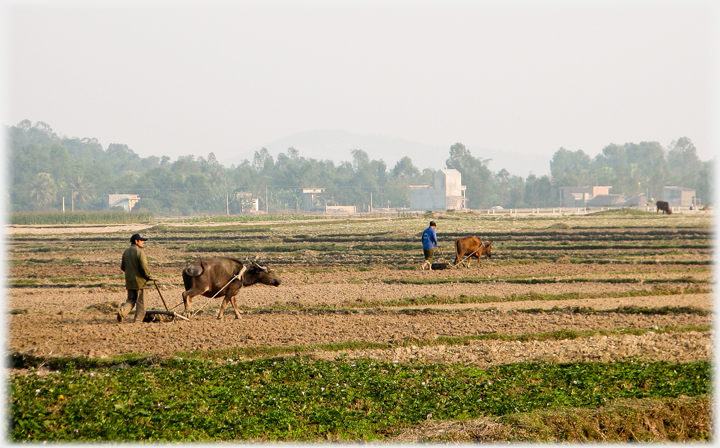 Buffalo and cow ploughing.