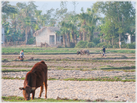 Cow and plougher.