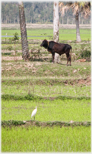 Bullla and egret.