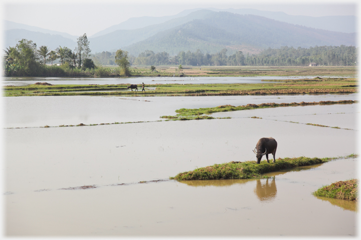 Buffalo in landscape.