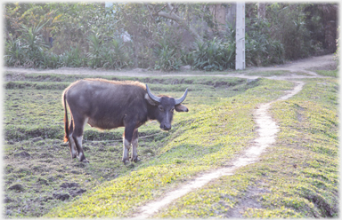 Buffalo by path.