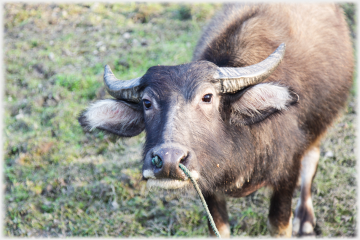 Buffalo face